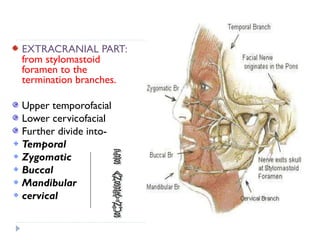 EXTRACRANIAL PART:
from stylomastoid
foramen to the
termination branches.
Upper temporofacial
Lower cervicofacial
Further divide into-
Temporal
Zygomatic
Buccal
Mandibular
cervical
 
