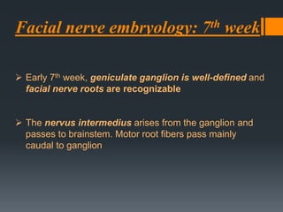 Facial nerve embryology: 7th week
 Early 7th week, geniculate ganglion is well-defined and
facial nerve roots are recognizable
 The nervus intermedius arises from the ganglion and
passes to brainstem. Motor root fibers pass mainly
caudal to ganglion

 