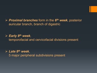  Proximal branches form in the 6th week, posterior
auricular branch, branch of digastric
 Early 8th week,
temporofacial and cervicofacial divisions present
 Late 8th week,
5 major peripheral subdivisions present

 