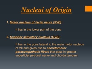 Nucleui of Origin
1. Motor nucleus of facial nerve (SVE):
It lies in the lower part of the pons
2. Superior salivatory nucleus (GVE):
It lies in the pons lateral to the main motor nucleus
of VII and gives rise to secretomotor
parasympathetic fibers that pass in greater
superficial petrosal nerve and chorda tympani.

 