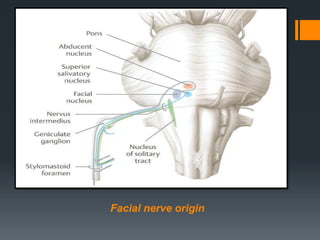 Facial nerve origin

 