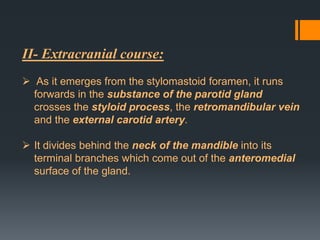 II- Extracranial course:
 As it emerges from the stylomastoid foramen, it runs
forwards in the substance of the parotid gland
crosses the styloid process, the retromandibular vein
and the external carotid artery.
 It divides behind the neck of the mandible into its
terminal branches which come out of the anteromedial
surface of the gland.

 