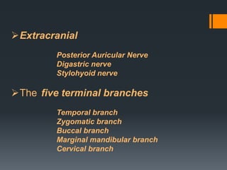 Extracranial
Posterior Auricular Nerve
Digastric nerve
Stylohyoid nerve

The five terminal branches
Temporal branch
Zygomatic branch
Buccal branch
Marginal mandibular branch
Cervical branch

 
