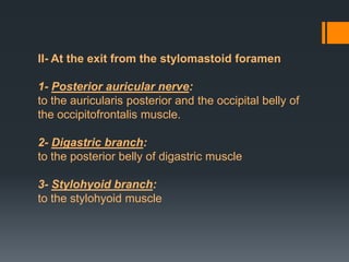 II- At the exit from the stylomastoid foramen

1- Posterior auricular nerve:
to the auricularis posterior and the occipital belly of
the occipitofrontalis muscle.
2- Digastric branch:
to the posterior belly of digastric muscle
3- Stylohyoid branch:
to the stylohyoid muscle

 