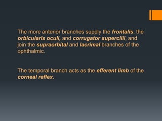 The more anterior branches supply the frontalis, the
orbicularis oculi, and corrugator supercilii, and
join the supraorbital and lacrimal branches of the
ophthalmic.

The temporal branch acts as the efferent limb of the
corneal reflex.

 