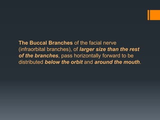 The Buccal Branches of the facial nerve
(infraorbital branches), of larger size than the rest
of the branches, pass horizontally forward to be
distributed below the orbit and around the mouth.

 