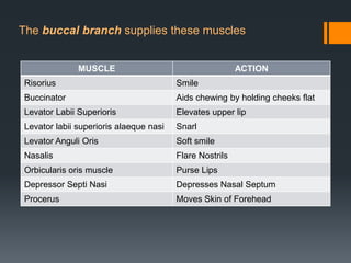 The buccal branch supplies these muscles
MUSCLE

ACTION

Risorius

Smile

Buccinator

Aids chewing by holding cheeks flat

Levator Labii Superioris

Elevates upper lip

Levator labii superioris alaeque nasi

Snarl

Levator Anguli Oris

Soft smile

Nasalis

Flare Nostrils

Orbicularis oris muscle

Purse Lips

Depressor Septi Nasi

Depresses Nasal Septum

Procerus

Moves Skin of Forehead

 