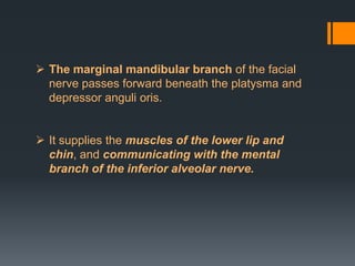  The marginal mandibular branch of the facial
nerve passes forward beneath the platysma and
depressor anguli oris.
 It supplies the muscles of the lower lip and
chin, and communicating with the mental
branch of the inferior alveolar nerve.

 