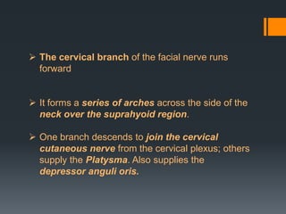  The cervical branch of the facial nerve runs
forward
 It forms a series of arches across the side of the
neck over the suprahyoid region.
 One branch descends to join the cervical
cutaneous nerve from the cervical plexus; others
supply the Platysma. Also supplies the
depressor anguli oris.

 