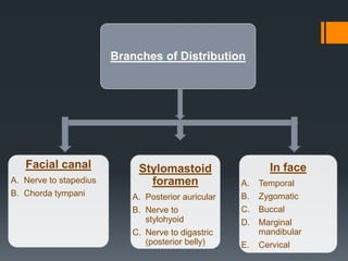 Branches of Distribution

Facial canal
A. Nerve to stapedius
B. Chorda tympani

Stylomastoid
foramen
A. Posterior auricular
B. Nerve to
stylohyoid
C. Nerve to digastric
(posterior belly)

In face
A.
B.
C.

Temporal
Zygomatic
Buccal

D.

Marginal
mandibular

E.

Cervical

 