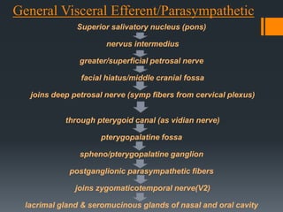 General Visceral Efferent/Parasympathetic
Superior salivatory nucleus (pons)

nervus intermedius
greater/superficial petrosal nerve
facial hiatus/middle cranial fossa
joins deep petrosal nerve (symp fibers from cervical plexus)
through pterygoid canal (as vidian nerve)

pterygopalatine fossa
spheno/pterygopalatine ganglion
postganglionic parasympathetic fibers

joins zygomaticotemporal nerve(V2)
lacrimal gland & seromucinous glands of nasal and oral cavity

 