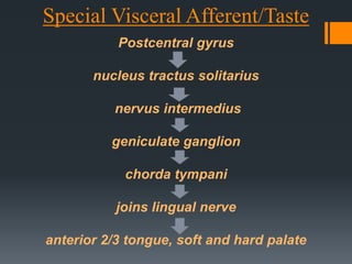 Special Visceral Afferent/Taste
Postcentral gyrus
nucleus tractus solitarius
nervus intermedius

geniculate ganglion
chorda tympani

joins lingual nerve
anterior 2/3 tongue, soft and hard palate

 