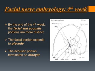 Facial nerve embryology: 4th week
 By the end of the 4th week,
the facial and acoustic
portions are more distinct
 The facial portion extends
to placode
 The acoustic portion
terminates on otocyst

 