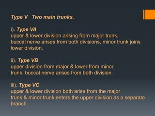 Type V Two main trunks.
i). Type VA
upper & lower division arising from major trunk,
buccal nerve arises from both divisions, minor trunk joins
lower division.
ii). Type VB
upper division from major & lower from minor
trunk, buccal nerve arises from both division.
iii). Type VC
upper & lower division both arise from the major
trunk & minor trunk enters the upper division as a separate
branch.

 