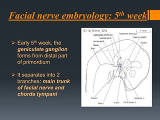 Facial nerve embryology: 5th week
 Early 5th week, the
geniculate ganglion
forms from distal part
of primordium

 It separates into 2
branches: main trunk
of facial nerve and
chorda tympani

 