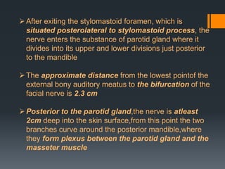 After exiting the stylomastoid foramen, which is
situated posterolateral to stylomastoid process, the
nerve enters the substance of parotid gland where it
divides into its upper and lower divisions just posterior
to the mandible
 The approximate distance from the lowest pointof the
external bony auditory meatus to the bifurcation of the
facial nerve is 2.3 cm
 Posterior to the parotid gland,the nerve is atleast
2cm deep into the skin surface,from this point the two
branches curve around the posterior mandible,where
they form plexus between the parotid gland and the
masseter muscle

 