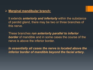  Marginal mandibular branch:
It extends anteriorly and inferiorly within the substance
of parotid gland, there may be two or three branches of
this nerve.
These branches run anteriorly parallel to inferior
border of mandible and in some cases the course of the
nerve is above the inferior border.
In essentially all cases the nerve is located above the
inferior border of mandible beyond the facial artery.

 