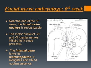 Facial nerve embryology: 6th week
 Near the end of the 5th
week, the facial motor
nucleus is recognizable
 The motor nuclei of VI
and VII cranial nerves
initially lie in close
proximity.
 The internal genu
forms as
metencephalon, it
elongates and CN VI
nucleus ascends

 