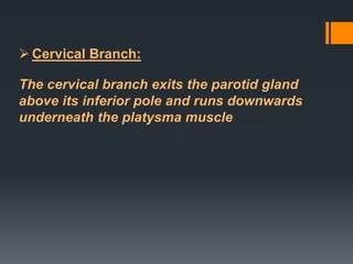 Cervical Branch:

The cervical branch exits the parotid gland
above its inferior pole and runs downwards
underneath the platysma muscle

 