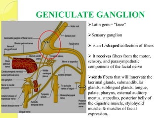 GENICULATE GANGLION
Latin genu= "knee“
Sensory ganglion
 is an L-shaped collection of fibers
 It receives fibers from the motor,
sensory, and parasympathetic
components of the facial nerve
sends fibers that will innervate the
lacrimal glands, submandibular
glands, sublingual glands, tongue,
palate, pharynx, external auditory
meatus, stapedius, posterior belly of
the digastric muscle, stylohyoid
muscle, & muscles of facial
expression.
 