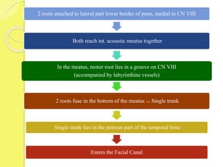 2 roots attached to lateral part lower border of pons, medial to CN VIII
Both reach int. acoustic meatus together
In the meatus, motor root lies in a groove on CN VIII
(accompanied by labyrinthine vessels)
2 roots fuse in the bottom of the meatus Single trunk
Single trunk lies in the petrous part of the temporal bone
Enters the Facial Canal
 
