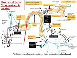 Overview of Facial
Nerve anatomy in
the skull
Lacerate foramen
Facial
canal
Internal
Acoustic
Meatus
Stylomastoid
Foramen
Hiatus of canal of greater
superficial petrosal nerve
Pterygoid canalGreater
superficial
Petrosal
nerve
(GSPN)
Petrotympanic
fissure
Greater and
lesser palatine
canals
Chorda tympani
Facial nerve
Facial nerve
Posterior
Cranial
Fossa
Inferior Orbital Fissure
Within the internal acoustic meatus the facial nerve enters the facial canal.
Posterior
auricular N.
 