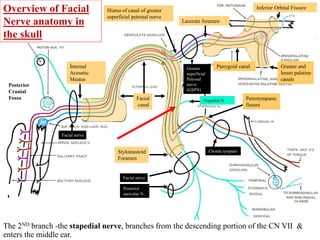 Overview of Facial
Nerve anatomy in
the skull
Lacerate foramen
Facial
canal
Internal
Acoustic
Meatus
Stylomastoid
Foramen
Hiatus of canal of greater
superficial petrosal nerve
Pterygoid canalGreater
superficial
Petrosal
nerve
(GSPN)
Greater and
lesser palatine
canals
Chorda tympani
Facial nerve
Facial nerve
Posterior
Cranial
Fossa
Inferior Orbital Fissure
The 2ND branch -the stapedial nerve, branches from the descending portion of the CN VII &
enters the middle ear.
Stapedial N. Petrotympanic
fissure
Posterior
auricular N.
 