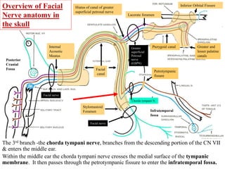 Overview of Facial
Nerve anatomy in
the skull
Lacerate foramen
Facial
canal
Internal
Acoustic
Meatus
Stylomastoid
Foramen
Hiatus of canal of greater
superficial petrosal nerve
Pterygoid canalGreater
superficial
Petrosal
nerve
(GSPN)
Petrotympanic
fissure
Greater and
lesser palatine
canals
Chorda tympani N.
Facial nerve
Facial nerve
Posterior
Cranial
Fossa
Inferior Orbital Fissure
The 3rd branch -the chorda tympani nerve, branches from the descending portion of the CN VII
& enters the middle ear.
Within the middle ear the chorda tympani nerve crosses the medial surface of the tympanic
membrane. It then passes through the petrotympanic fissure to enter the infratemporal fossa.
Infratemporal
fossa
 