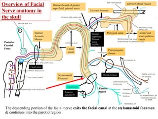 Overview of Facial
Nerve anatomy in
the skull
Lacerate foramen
Facial
canal
Internal
Acoustic
Meatus
Stylomastoid
Foramen
Hiatus of canal of greater
superficial petrosal nerve
Pterygoid canalGreater
superficial
Petrosal
nerve
(GSPN)
Petrotympanic
fissure
Greater and
lesser palatine
canals
Chorda tympani
Facial nerve
Facial nerve
Posterior
Cranial
Fossa
Inferior Orbital Fissure
The descending portion of the facial nerve exits the facial canal at the stylomastoid foramen
& continues into the parotid region
Parotid
regionPosterior
auricular N.
 