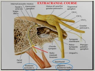 EXTRACRANIAL COURSE
 