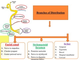 Branches of Distribution
Facial canal
A. Nerve to stapedius
B. Chorda tympani
C. Geater petrosal nerve
In face
A. Temporal
B. Zygomatic
C. Buccal
D. Marginal mandibular
E. Cervical
Stylomastoid
foramen
A. Posterior auricular
B. Nerve to stylohyoid
C. Nerve to digastric
(posterior belly)
 