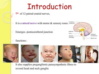 7th of 12 paired cranial nerves,
It is a mixed nerve with motor & sensory roots.
Emerges- pontocereberal junction
functions :
It also supplies preganglionic parasympathetic fibres to
several head and neck ganglia
Introduction
 
