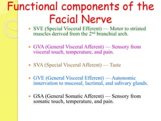 Functional components of the
Facial Nerve
 SVE (Special Visceral Efferent) — Motor to striated
muscles derived from the 2nd branchial arch.
 GVA (General Visceral Afferent) — Sensory from
visceral touch, temperature, and pain.
 SVA (Special Visceral Afferent) — Taste
 GVE (General Visceral Efferent) — Autonomic
innervation to mucosal, lacrimal, and salivary glands.
 GSA (General Somatic Afferent) — Sensory from
somatic touch, temperature, and pain.
 