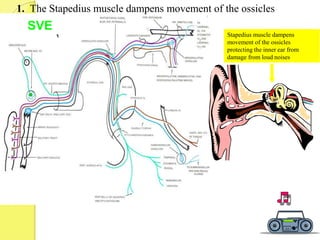 Stapedius muscle dampens
movement of the ossicles
protecting the inner ear from
damage from loud noises
SVE
1. The Stapedius muscle dampens movement of the ossicles
 