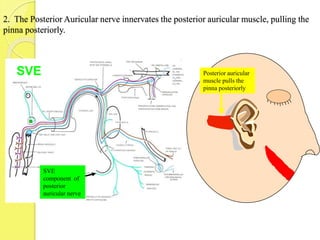 2. The Posterior Auricular nerve innervates the posterior auricular muscle, pulling the
pinna posteriorly.
SVE
component of
posterior
auricular nerve
Posterior auricular
muscle pulls the
pinna posteriorly
SVE
 