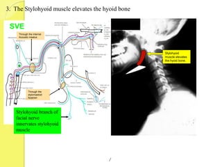 Stylohyoid
muscle elevates
the hyoid bone.
Through the internal
Acoustic meatus
Through the
stylomastoid
foramen
3. The Stylohyoid muscle elevates the hyoid bone
Stylohyoid branch of
facial nerve
innervates stylohyoid
muscle
SVE
 