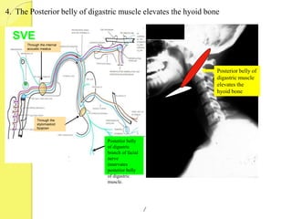 Through the
stylomastoid
foramen
4. The Posterior belly of digastric muscle elevates the hyoid bone
Posterior belly
of digastric
branch of facial
nerve
innervates
posterior belly
of digastric
muscle.
Posterior belly of
digastric muscle
elevates the
hyoid bone
SVE
Through the internal
acoustic meatus
 