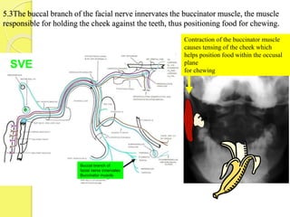 5.3The buccal branch of the facial nerve innervates the buccinator muscle, the muscle
responsible for holding the cheek against the teeth, thus positioning food for chewing.
Buccal branch of
facial nerve innervates
Buccinator muscle.
SVE
Contraction of the buccinator muscle
causes tensing of the cheek which
helps position food within the occusal
plane
for chewing
 