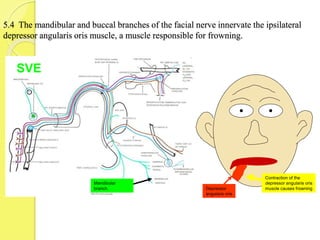 5.4 The mandibular and buccal branches of the facial nerve innervate the ipsilateral
depressor angularis oris muscle, a muscle responsible for frowning.
Mandibular
branch
SVE
Depressor
angularis oris
Contraction of the
depressor angularis oris
muscle causes frowning
 