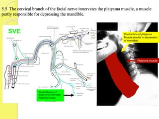 5.5 The cervical branch of the facial nerve innervates the platysma muscle, a muscle
partly responsible for depressing the mandible.
Platysma muscle
Cervical branch of
facial nerve innervates
Platysma muscle.
Contraction of platysma
Muscle results in depression
of mandible.
SVE
 