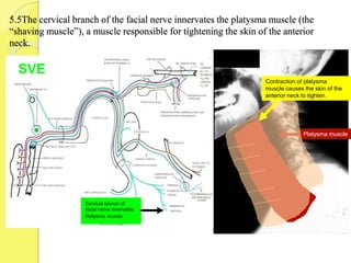 5.5The cervical branch of the facial nerve innervates the platysma muscle (the
“shaving muscle”), a muscle responsible for tightening the skin of the anterior
neck.
Platysma muscle
Cervical branch of
facial nerve innervates
Platysma muscle.
Contraction of platysma
muscle causes the skin of the
anterior neck to tighten.
SVE
 