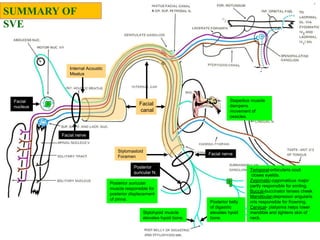 Stapedius muscle
dampens
movement of
ossicles.
SUMMARY OF
SVE
Facial
canal
Internal Acoustic
Meatus
Stylomastoid
Foramen
Temporal-orbicularis oculi
closes eyelids.
Zygomatic-zygomaticus major
partly responsible for smiling.
Buccal-buccinator tenses cheek
Mandibular-depressor angularis
oris responsible for frowning.
Cervical- platysma helps lower
mandible and tightens skin of
neck.
Posterior auricular
muscle responsible for
posterior displacement
of pinna.
Facial nerve
Facial nerve
Posterior belly
of digastric
elevates hyoid
bone.
Stylohyoid muscle
elevates hyoid bone.
Posterior
auricular N.
Facial
nucleus
 
