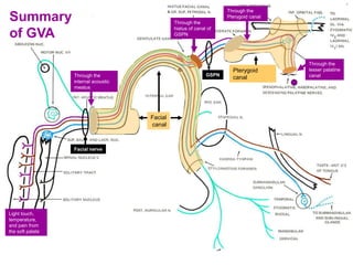 Through the
hiatus of canal of
GSPN
Light touch,
temperature,
and pain from
the soft palate
Through the
internal acoustic
meatus
Summary
of GVA
Through the
Pterygoid canal
Pterygoid
canal
Facial
canal
Through the
lesser palatine
canalGSPN
Facial nerve
 