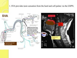1. SVA provides taste sensation from the hard and soft palate via the GSPN.
Soft
palate
Taste from the hard
and soft palate
Hard palate
Co
Sweetened
coffee
SVA
GSPN branches from
the facial nerve at the
geniculate ganglion
within the genu of the
facial canal. It is made up
of fibers from SVA,
GVE, and GVA.
 