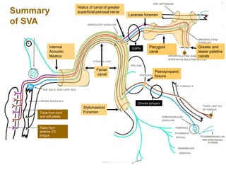 Taste from hard
and soft palate.
Summary
of SVA
Lacerate foramen
Facial
canal
Internal
Acoustic
Meatus
Stylomastoid
Foramen
Hiatus of canal of greater
superficial petrosal nerve
Taste from
anterior 2/3
tongue.
Pterygoid
canal
Chorda tympani
GSPN
Petrotympanic
fissure
Greater and
lesser palatine
canals
 