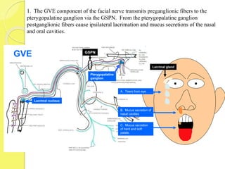1. The GVE component of the facial nerve transmits preganglionic fibers to the
pterygopalatine ganglion via the GSPN. From the pterygopalatine ganglion
postganglionic fibers cause ipsilateral lacrimation and mucus secretions of the nasal
and oral cavities.
Pterygopalatine
ganglion
Lacrimal nucleus
A. Tears from eye
B. Mucus secretion of
nasal cavities
C. Mucus secretion
of hard and soft
palate.
GVE
Lacrimal gland
GSPN
 