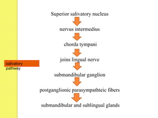 Superior salivatory nucleus
nervus intermedius
chorda tympani
joins lingual nerve
submandibular ganglion
postganglionic parasympathteic fibers
submandibular and sublingual glands
salivatory
pathway
 