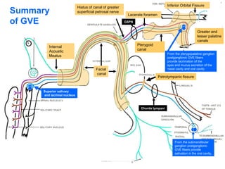 Summary
of GVE
Lacerate foramen
Facial
canal
Internal
Acoustic
Meatus
Superior salivary
and lacrimal nucleus
Pterygoid
canal
From the pterygopalatine ganglion
postganglionic GVE fibers
provide lacrimation of the
eyes and mucus secretion of the
nasal cavity and oral cavity.
From the submandibular
ganglion postganglionic
GVE fibers provide
salivation in the oral cavity.
Petrotympanic fissure
Chorda tympani
GSPN
Hiatus of canal of greater
superficial petrosal nerve
Inferior Orbital Fissure
Greater and
lesser palatine
canals
 
