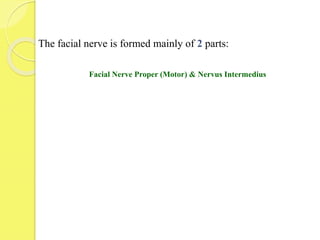Facial Nerve Proper (Motor) & Nervus Intermedius
The facial nerve is formed mainly of 2 parts:
 