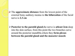 The approximate distance from the lowest point of the
external bony auditory meatus to the bifurcation of the facial
nerve is 2.3 cm
Posterior to the parotid gland,the nerve is atleast 2cm deep
into the skin surface, from this point the two branches curve
around the posterior mandible,where they form plexus
between the parotid gland and the masseter muscle
 